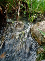small river in the forest