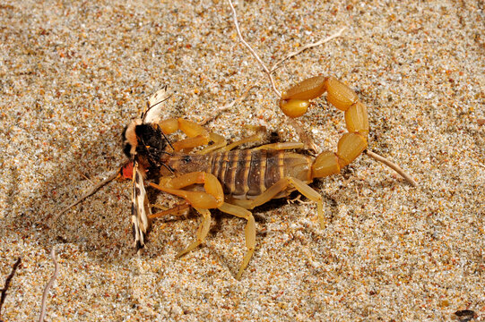 Scorpion (Aegaeobuthus gibbosus, Mesobuthus gibbosus) eats moths (Cymbalophora pudica) - Greece