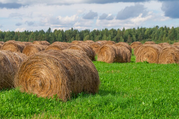 Hay, rolled in bales, lies on the field. Harvesting feed in agriculture.