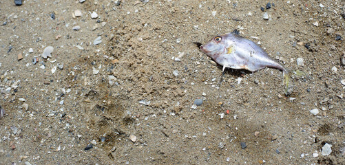 the dead sea fish was on the sand beach