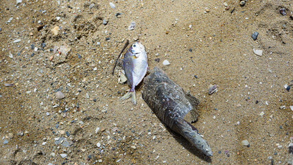 Dead sea fish was on the sand beach due to Pollution. 