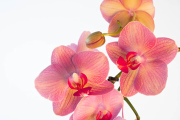 Naklejka na ściany i meble Phalaenopsis orchid flowers and one unopened bud