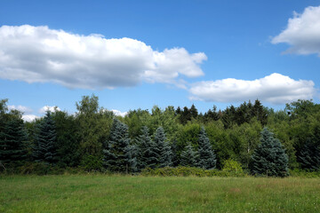 Grüne Wiese und unterschiedlich grüne Bäume bei sonnigem Wetter mit blauem Himmel und weißen Wolken - Stockfoto
