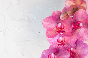 blossoming large flowers of Phalaenopsis orchid