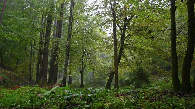 Raining in green forest on cold autumn day. Static shot, low angle