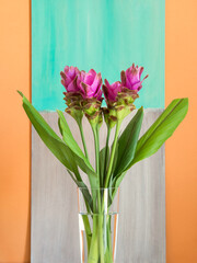 Purple Curcuma Siam tulip flowers in transparent vase on cantaloupe orange background with turquoise gray wooden panel. Beautiful home interior floral decor