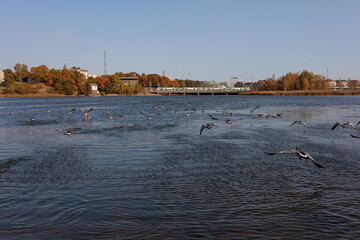 Toolonlahti Bay in Helsinki, ducks and geese taking off, a train moving in the distance.