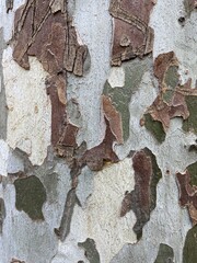 Texture of Sycamore Tree (Platanus, Plane-tree) bark. Close-up of natural camouflage tree background for design.
Sycamore tree bark close up