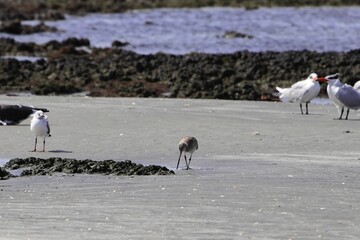 Black-tailed godwit, Limosa limosa