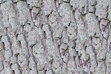 tree bark texture and background, nature concept 