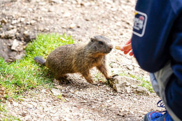 Alpine Marmot, Italy . wild marmot. A marmot posing  scenery in Italy. Marmot (Marmota marmota) in natural habitat