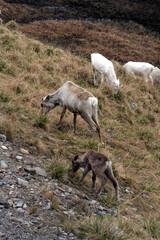 Naklejka premium animaux du cercle polaire