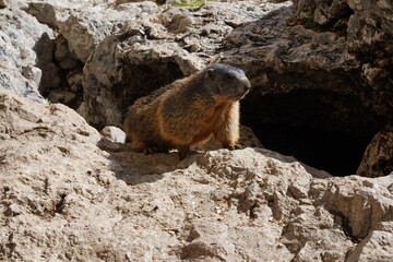 Alpine Marmot, Italy . wild marmot. A marmot posing  scenery in Italy. Marmot (Marmota marmota) in natural habitat