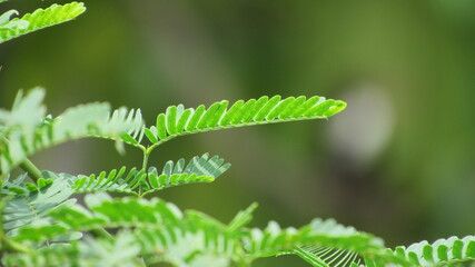 close up of fern leaf