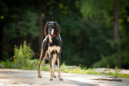 saluki dog breed standing outdoor
