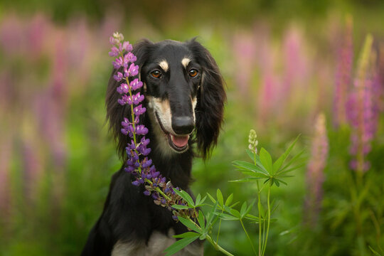 saluki dog breed portrait outdoor in flowers
