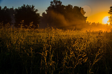 Thick mystical fog over a green forest. Juicy grass.