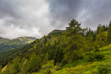 green trees and plants while hiking on a mountain