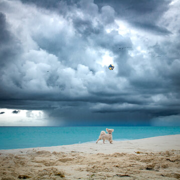 dog perrito playa nubes lluvia mar pelota