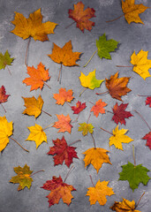 flat lay of fallen maple leaves on a light grey background top view