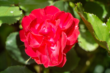 Red rose in a garden during summer