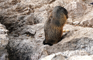 Alpine Marmot, Italy . wild marmot. A marmot posing  scenery in Italy. Marmot (Marmota marmota) in natural habitat