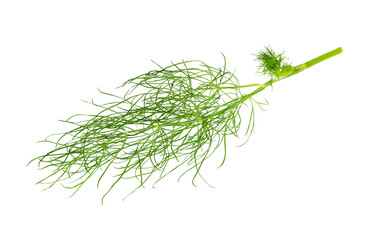 Dill isolated on white.