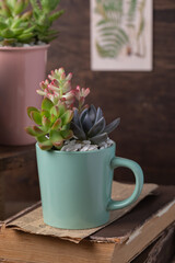 Easy handmade home decoration with succulents in pastel green mug on old books