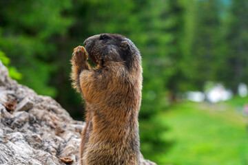 Alpine Marmot, Italy . wild marmot. A marmot posing  scenery in Italy. Marmot (Marmota marmota) in natural habitat
