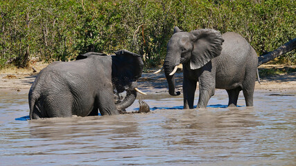 Confrontation of two male African elephants (loxodonta) in a waterhole in Moremi Game Reserve near Maun, Okavango Delta, Botswana, Africa.