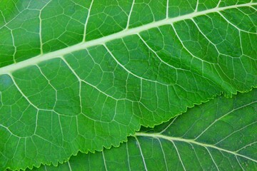 the background for the application of design layouts