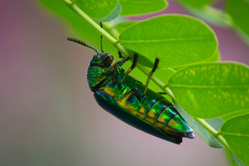 green caterpillar on leaf