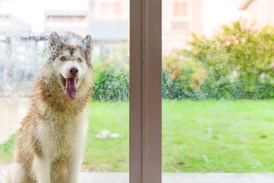 Picture of a Siberian dog outside a glass door wanting to enter the house.
