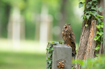 Waldohreule (Asio otus)