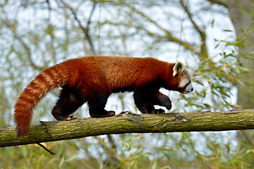 Red panda (Ailurus fulgens) seen from profile and walking on trunk tree © Christian Musat