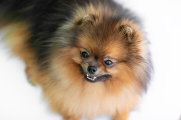 Fototapeta premium Portrait of young red spitz on white background. Copy space.