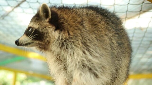 Beautiful funny raccoon walks on a bright staircase in the zoo, looks directly at camera. Close-up. Animals captivity. Magical fauna