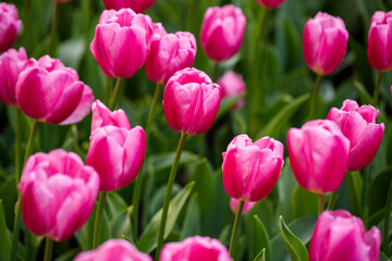Many beautiful tulips of bright pink color are planted in a large flowerbed with green leaves. Pink tulips on a sunny day