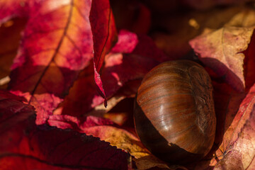 Castagna e foglie - Autunno
