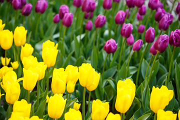 The photo was taken in the city park tulip alley. In the photo, yellow tulips are blooming