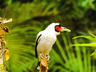 red billed hornbill