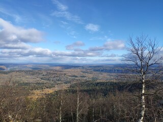 landscape with trees