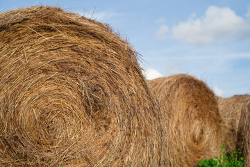 Large rolls of hay are lying on the field. Selective focusing on the near roll. A photo with a shallow depth of field. Harvesting feed in agriculture.