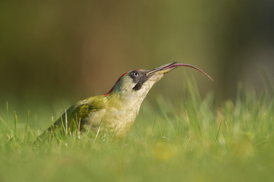 Gruenspecht Picus viridis