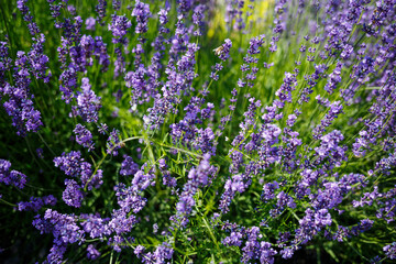There are many brightly colored lavender bushes in a large flowerbed with green leaves. Lavanla on a sunny day