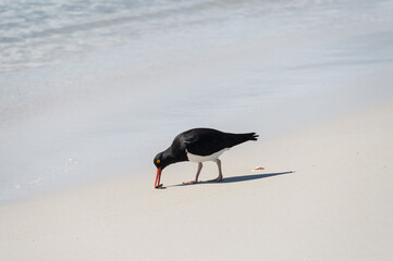 Magellanic Oystercatcher on the beach at Carcass Island in the Falklands