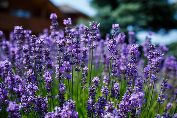 There are many brightly colored lavender bushes in a large flowerbed with green leaves. Lavanla on a sunny day