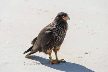 Striated Caracara with leg band on the beach. Location is Carcass Island in the Falklands.