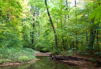 Fototapeta na wymiar Lush Green Forest and Stream