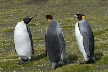 Fototapeta premium Three King Penguins signaling to each other on Salisbury Plain in South Georgia Islands